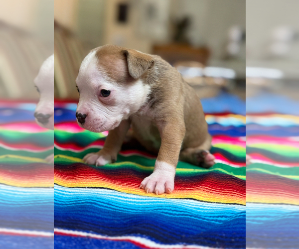 Medium Photo #1 Olde English Bulldogge Puppy For Sale in BRENTWOOD, CA, USA