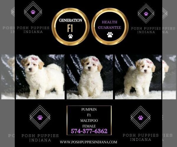 Medium Photo #6 Maltipoo Puppy For Sale in WARSAW, IN, USA