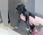 Small #2 Cane Corso
