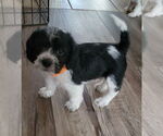 Small #6 Beagle-Cockapoo Mix