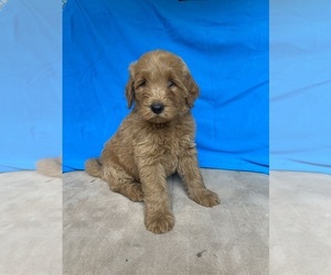 Goldendoodle Puppy for sale in STELLA, MO, USA