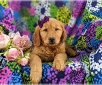 Small Photo #7 Golden Retriever Puppy For Sale in NARVON, PA, USA