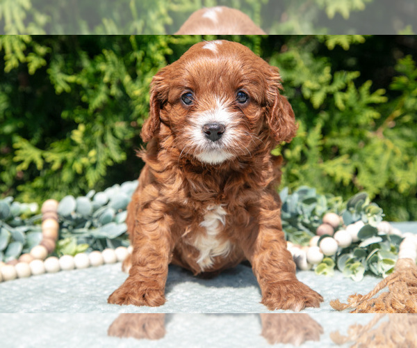 Medium Photo #9 Cavapoo Puppy For Sale in KIRKWOOD, PA, USA