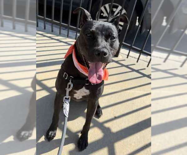 Medium Photo #8 Labrador Retriever-Unknown Mix Puppy For Sale in Kennesaw, GA, USA