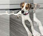 Small #5 Beagle Mix