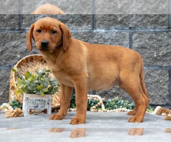 Medium Photo #50 Labrador Retriever Puppy For Sale in MILLERSBURG, OH, USA