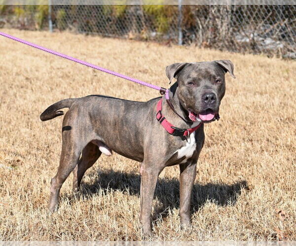 Medium Photo #2 Mutt Puppy For Sale in Glen Allen, VA, USA