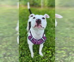Small #2 American Pit Bull Terrier Mix
