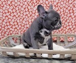 Small #2 French Bulldog