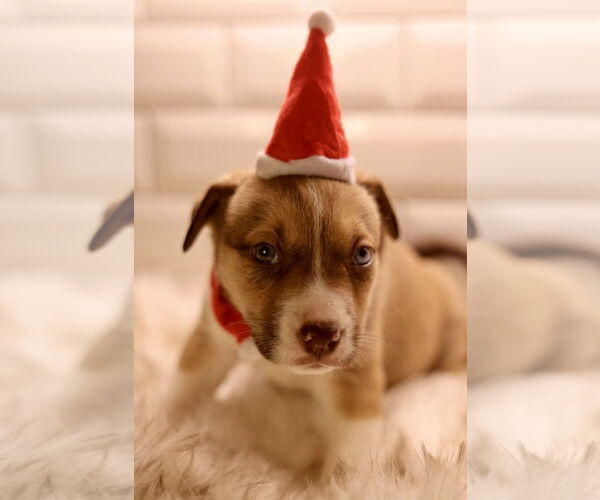 Medium Photo #5 Bulldog-Unknown Mix Puppy For Sale in Duluth, MN, USA