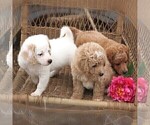 Small Photo #2 Cock-A-Poo-Poodle (Miniature) Mix Puppy For Sale in GORDONVILLE, PA, USA