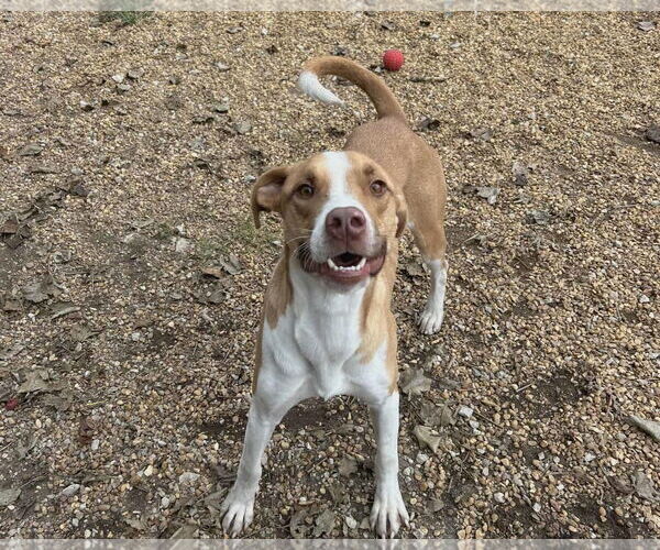 Medium Photo #3 Mutt Puppy For Sale in Anniston, AL, USA