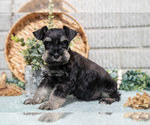 Puppy Solomon Schnauzer (Miniature)