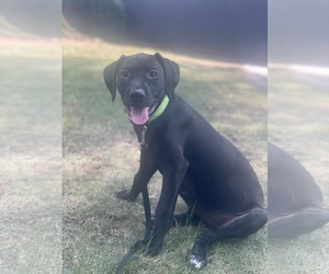 Mutt Dogs for adoption in Sheboygan, WI, USA