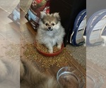 Small #8 Pomeranian