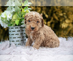 Small Photo #18 Poodle (Standard) Puppy For Sale in NAPPANEE, IN, USA