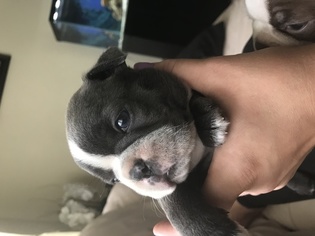Boston Terrier Puppy for sale in BEVERLY HILLS, FL, USA