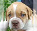 Small Photo #2 American Bulldog Puppy For Sale in SAINT CATHARINE, MO, USA