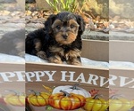 Puppy Manny Yorkipoo