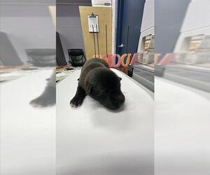 Labrador Retriever-Unknown Mix Dogs for adoption in Corpus Christi, TX, USA