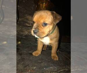 English Bulldog-Rottweiler Mix Puppy for sale in PITTSBURGH, PA, USA