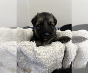 Medium German Shepherd Dog