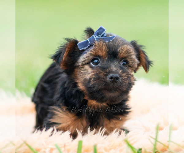 Medium Photo #4 Yorkshire Terrier Puppy For Sale in WARSAW, IN, USA