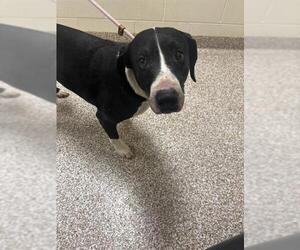 American Pit Bull Terrier Dogs for adoption in Pueblo, CO, USA