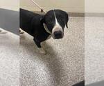 Small American Pit Bull Terrier