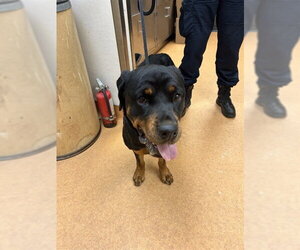 Rottweiler Dogs for adoption in Martinez, CA, USA