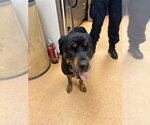 Small Rottweiler