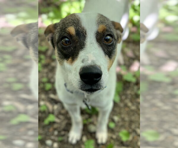 Medium Photo #6 Rat Terrier-Shiba Inu Mix Puppy For Sale in Wakefield, RI, USA