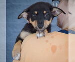 Small #5 Australian Shepherd Mix