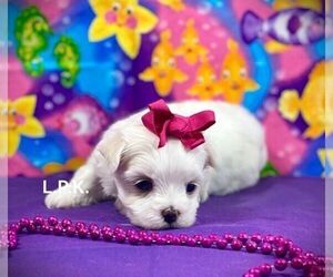 Maltese Puppy for sale in WINNSBORO, LA, USA