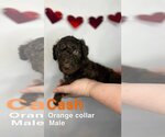 Small Photo #1 Labradoodle Puppy For Sale in Scottsboro, AL, USA