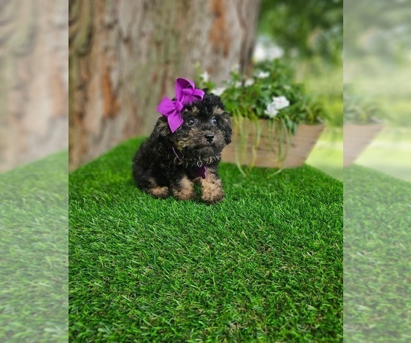 Medium Photo #4 Poodle (Toy) Puppy For Sale in INDIANAPOLIS, IN, USA