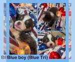 Small #7 Cardigan Welsh Corgi-Pembroke Welsh Corgi Mix