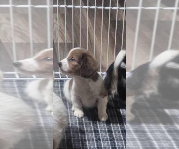 Medium Photo #2 Schweenie Puppy For Sale in BOWLING GREEN, KY, USA
