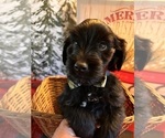 Small Photo #1 Aussiedoodle Miniature  Puppy For Sale in BUSH, LA, USA