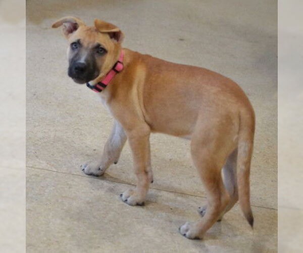 Medium Photo #2 Mutt Puppy For Sale in Germanton, TN, USA