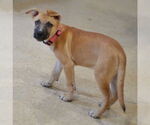 Small #1 Mutt