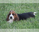 Small Photo #26 Basset Hound Puppy For Sale in MEMPHIS, MO, USA