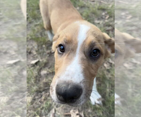 Medium Photo #9 Shepradors Puppy For Sale in McKinney, TX, USA