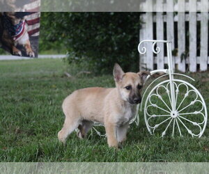 German Shepherd Dog-Unknown Mix Dogs for adoption in Holly Hill, SC, USA