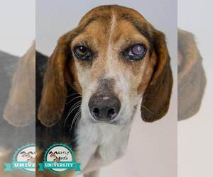 Beagle Dogs for adoption in Kennesaw, GA, USA