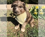 Small Photo #7 Australian Shepherd-Doodle Mix Puppy For Sale in RUDY, AR, USA