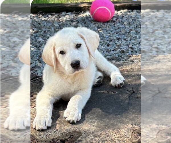 Medium Photo #1 Labrenees Puppy For Sale in Rockaway, NJ, USA