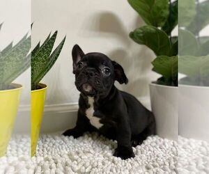 French Bulldog Puppy for sale in JOHNS ISLAND, SC, USA