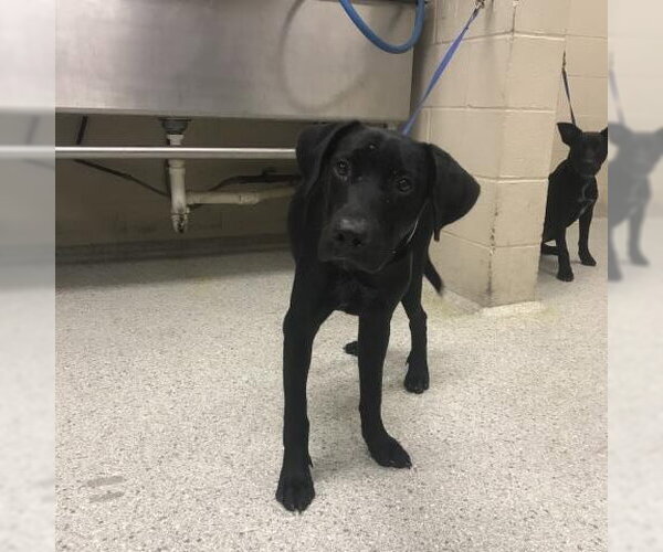 Medium Photo #1 Labrador Retriever-Unknown Mix Puppy For Sale in Conroe, TX, USA