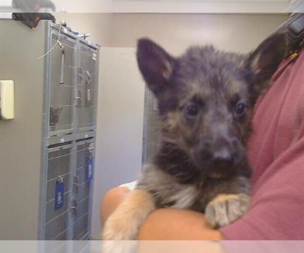 Medium Photo #1 German Shepherd Dog Puppy For Sale in Sacramento, CA, USA